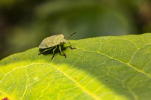 green shield bug 5497732 1920