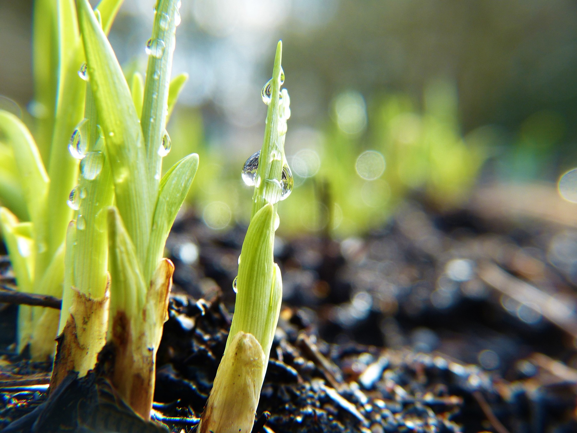 shoots-4916450_1920