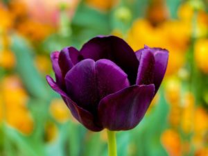 tulip purple 3360748 1920