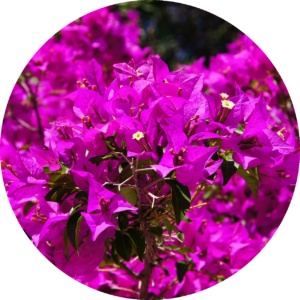 bougainvillea rund