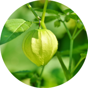 kapstachelbeere physalis rund