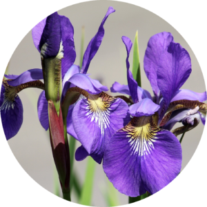 netzblatt schwertlilie iris rund