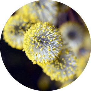 pollenflug rund 1