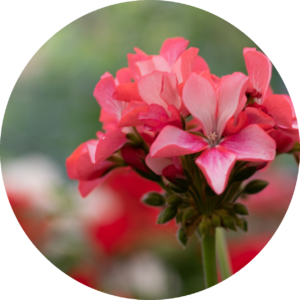 pelargonien rund