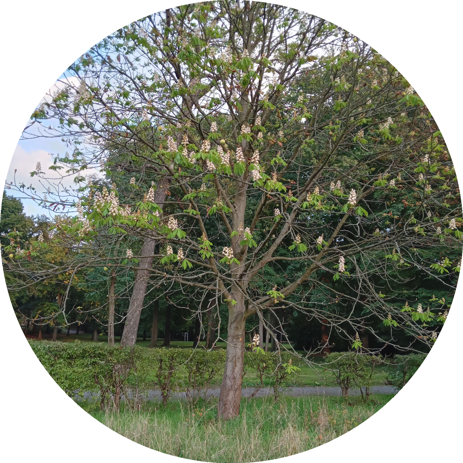 Warum Kastanien jetzt ein zweites Mal blühen katstanie-motte