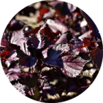 Perilla perilla-rund