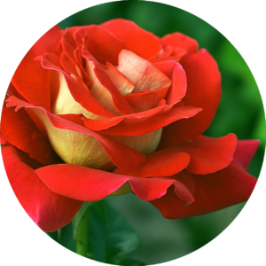 rose frauentag