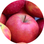 Apfelernte und die Einlagerung apfelernte_rund