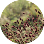 Pimpinelle pimpinelle_rund